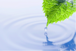 Leaf Water Drop